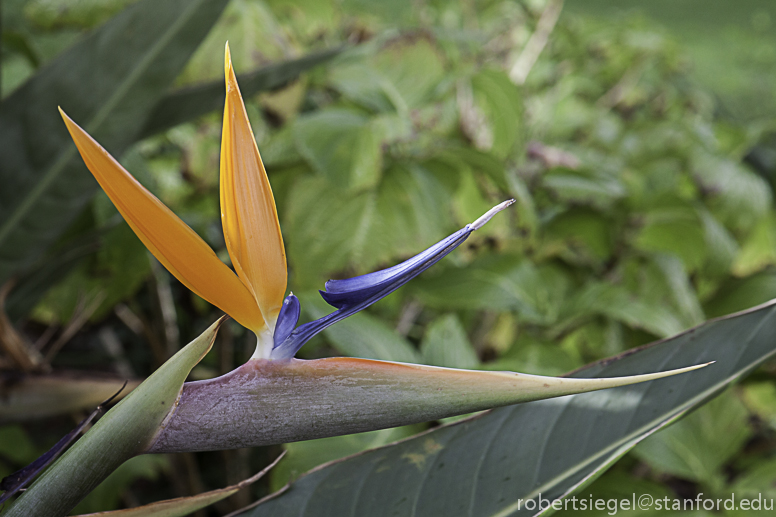 bird of paradise